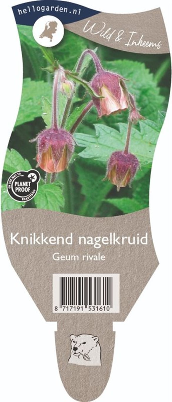 Geum rivale - P11